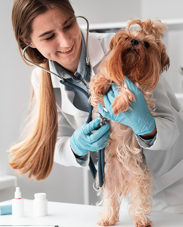A smiling veterinarian speaks with a dog owner while holding an elderly brown dog